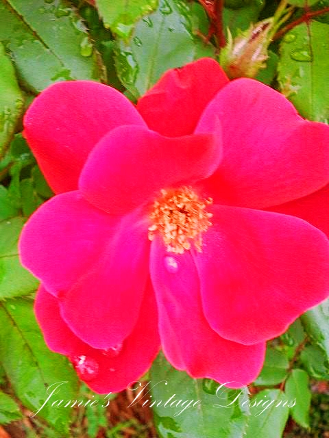 meu jardim de primavera em meados de maio de 2013, Nocautear Rosa Vermelho