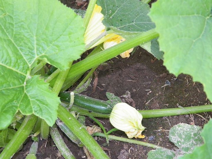 2013 garden, gardening, we got zucchini