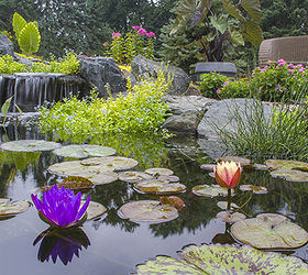 who doesn t want a backyard paradise, gardening, outdoor living, ponds water features, Gorgeous waterlilies provide pops of color at the surface of the pond