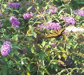 butterfly bushes bringing many butterflies, gardening, pets animals, THE MOST COMMON TYPE SEEN IN MY GARDEN AT TIME 50 OR MORE FLOATING AROUND