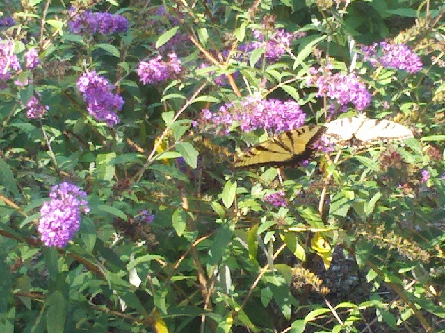 butterfly bushes bringing many butterflies, gardening, pets animals, THE MOST COMMON TYPE SEEN IN MY GARDEN AT TIME 50 OR MORE FLOATING AROUND