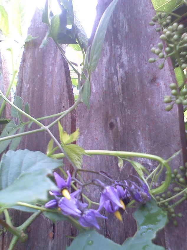 neighbors vines, gardening, landscape, This stuff wraps around the trees and strangles it out but hasn t hurt the other vines