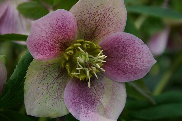 low maintenance groundcovers are a great way to make your landscape attractive there, flowers, gardening, landscape, hellebore flower