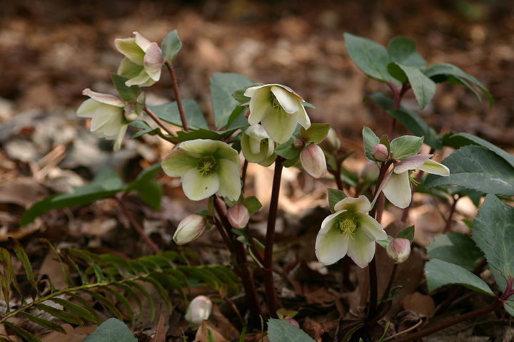 hellebores early daffodils witchhazel and leucojum aestivum are all blooming in my, gardening, Helleborus Ivory Prince