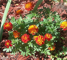 fall colors in the garden, flowers, gardening, red and gold marigold