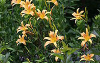 Just had a great talk with Vince the Garden Rebel, and wanted to post a picture of the daylily we talked about in case