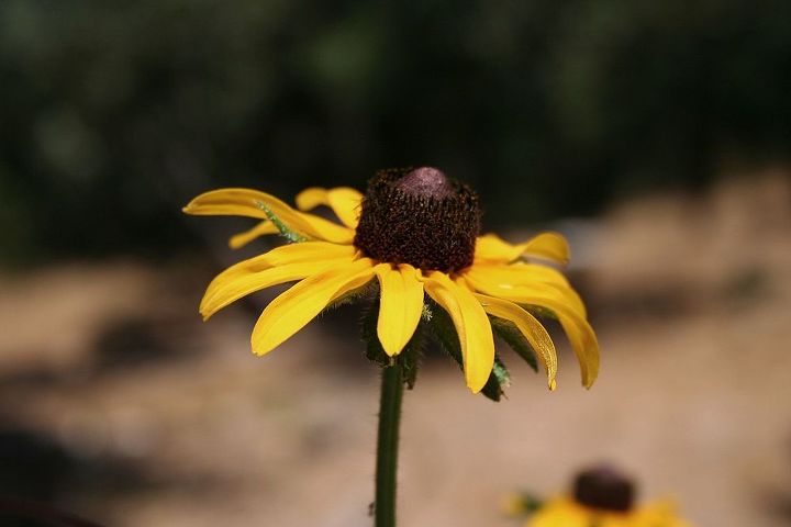 thinking drought resistant add your favorite plant, gardening, Black eyed Susans