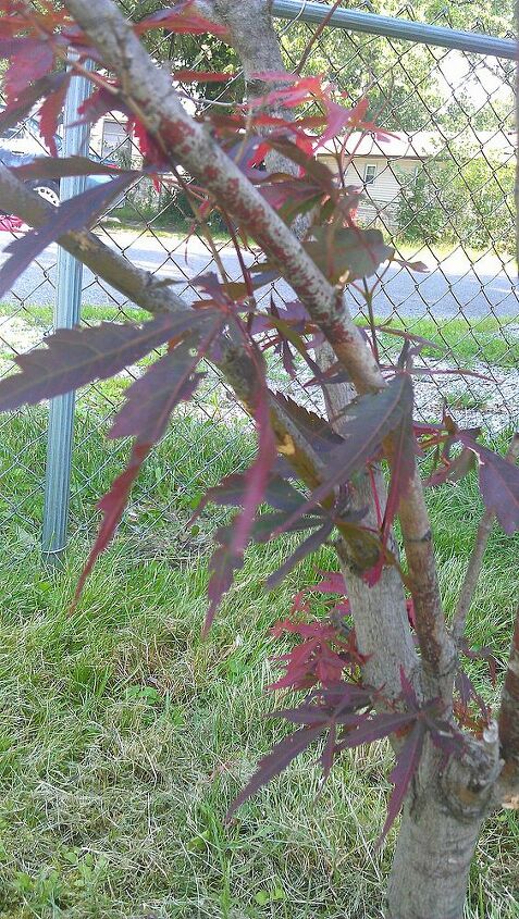 is something wrong with my mom s japanese maple, gardening, Tried to get a close up of the leaves for identification