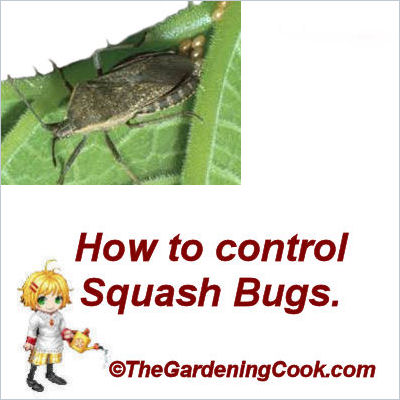 squash bug management, gardening, pest control