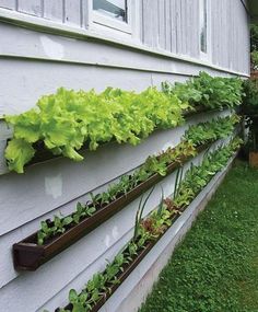 small space garden ideas, container gardening, gardening, homesteading, repurposing upcycling