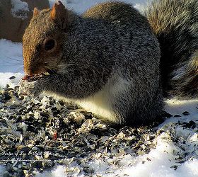 feed the birds, wildlife animals, Squirrels have to eat too And they are fun to watch