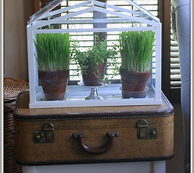 cultivating wheat grass, gardening, terrarium, Easy to grow wheat grass looks perfect in Ikea s mini terrarium