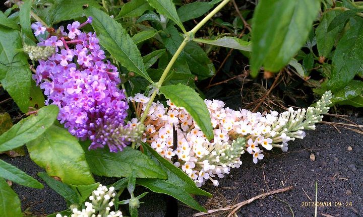 garden w my butterfly bush has white flowers on it w the purple ones cool, flowers, gardening