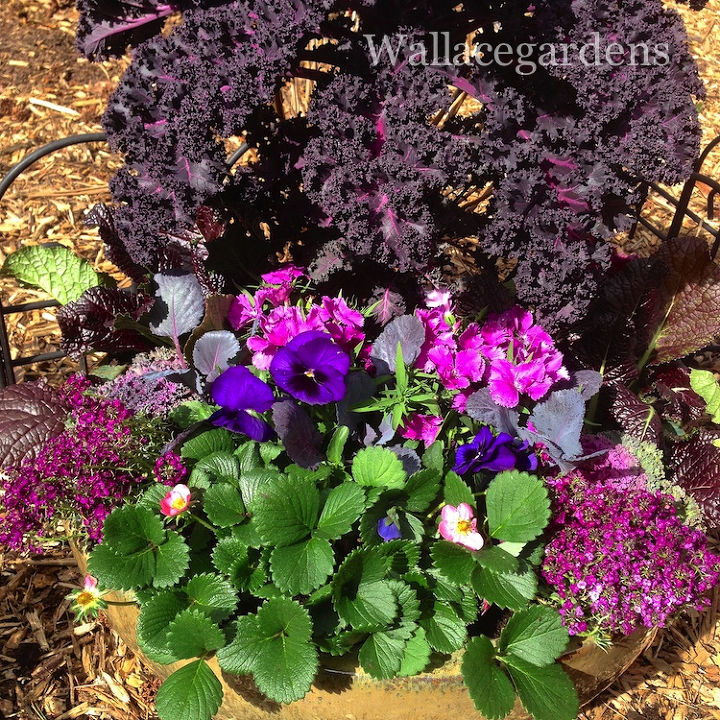 the color purple monochromatic edible container garden, container gardening, flowers, gardening, The Everbearing Strawberry takes center front so that it can trail over the sides of the pot and make those strawberries accessible I ve been adding soil around the individual plants as they are placed in the planter