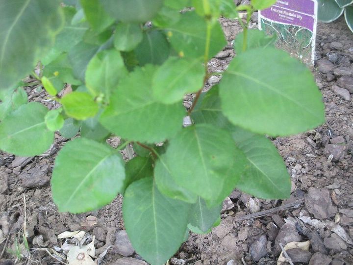 another mystery plant need help identifying, gardening, Closeup of leaves