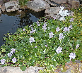 pond, gardening, outdoor living, ponds water features, Water hyacinths