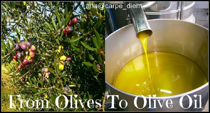 from olives to olive oil, gardening, homesteading, Making Olive Oil is part of our tradition