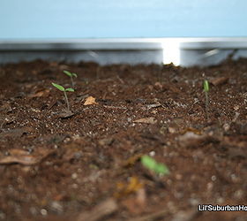 talk about a hot bed diy seedling heat mat, gardening, homesteading, Your seeds will quickly grown into beautiful seedlings