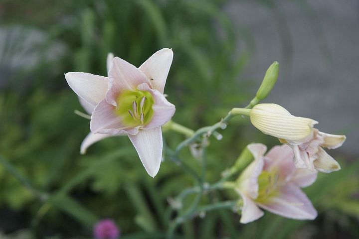 daylilies, gardening