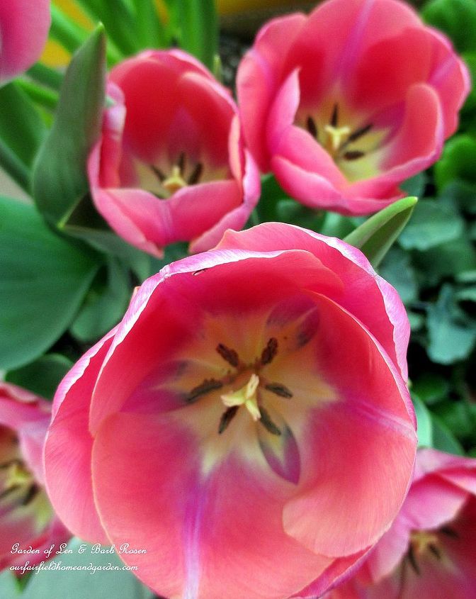 spring is blossoming, gardening, Pink Tulips