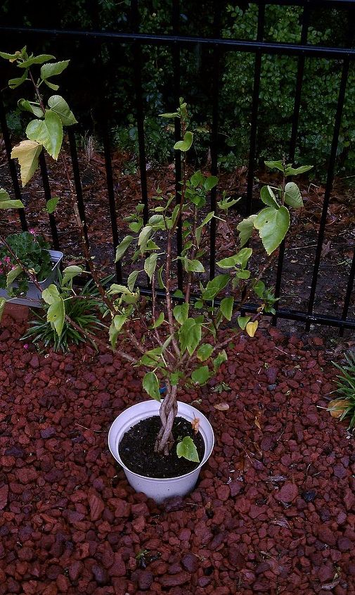 hibiscus same pot for 2 3 years is this restricting growth and why it looks so, NOT healthy not flowering