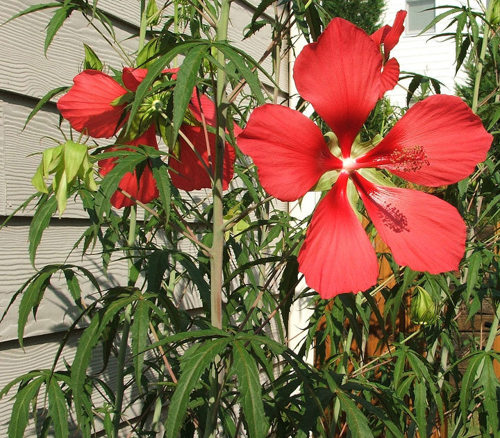 there are several plants whose leaves resemble marijuana two of the most common ones, flowers, gardening, hibiscus, hibiscus leaves and flower