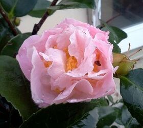 q plants in bloom today in the nursery 21 pictures, gardening, High Fragrance Camellia smells like a rose