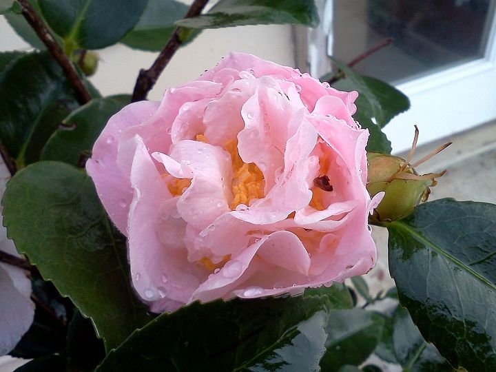 q plants in bloom today in the nursery 21 pictures, gardening, High Fragrance Camellia smells like a rose