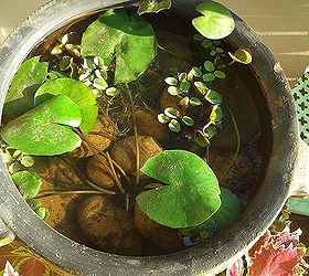 lily pond, container gardening, gardening, ponds water features