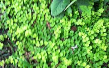 Ground Cover ...creeping Jenny