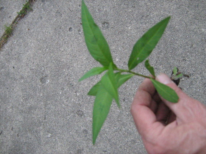 can you name these michigan weeds are they indeed weeds