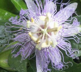 just some of the flowers in our yard, flowers, gardening, Common name is Passion Flower Botanical Name Passiflora incarnata Medicinal
