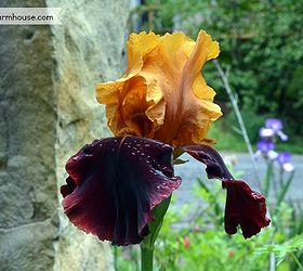 more iris in my garden next week i will show how i separate them, gardening, The Sultan