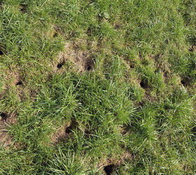 fed up of the constant holes in your new lawn, gardening, landscape, pest control