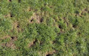 Fed Up of the Constant Holes in Your New Lawn?