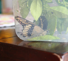 hatching butterflies with your kids, homesteading, outdoor living, pets animals