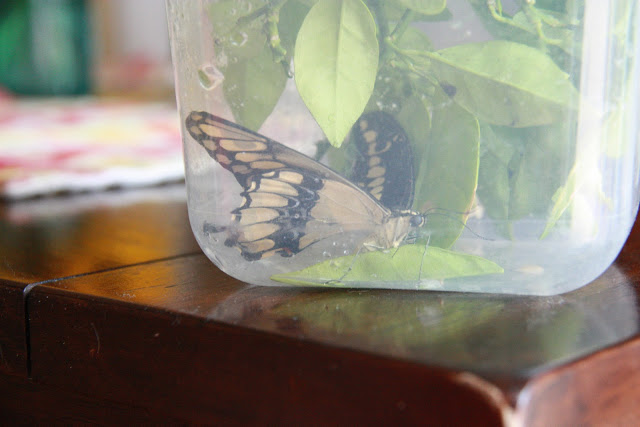 hatching butterflies with your kids, homesteading, outdoor living, pets animals