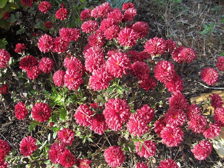 comparte usted las vistas de su jardn para animar a otros a probarlo