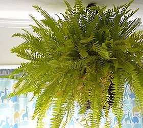 How To Overwinter Boston Ferns | Hometalk