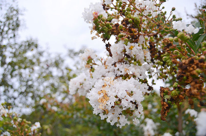 white crepe mrytle, gardening, White Crepe Mrytle garden gardening amy renea a nest for all seasons bush plant fall bloom white
