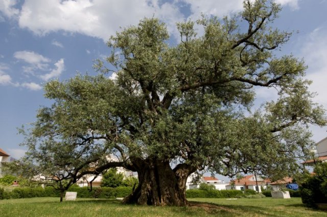 from olives to olive oil, gardening, homesteading, 1500 yrs old olive tree in Ka tela Croatia