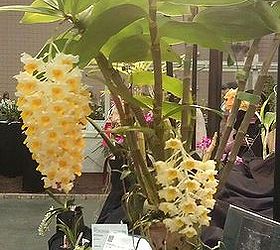 pics from 2013 southeastern flower show in atlanta, flowers, gardening, Cool looking orchid huh