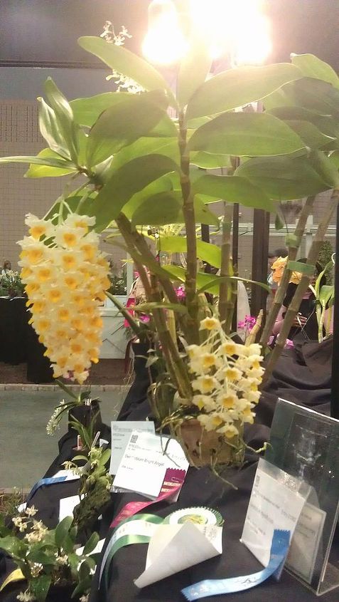 pics from 2013 southeastern flower show in atlanta, flowers, gardening, Cool looking orchid huh