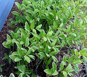 2013 perennial of the year variegated solomon s seal, flowers, gardening, perennials, Combined with hostas Solomon s Seal make a great northern exposure garden bed The hostas are behind schedule with this cool spring
