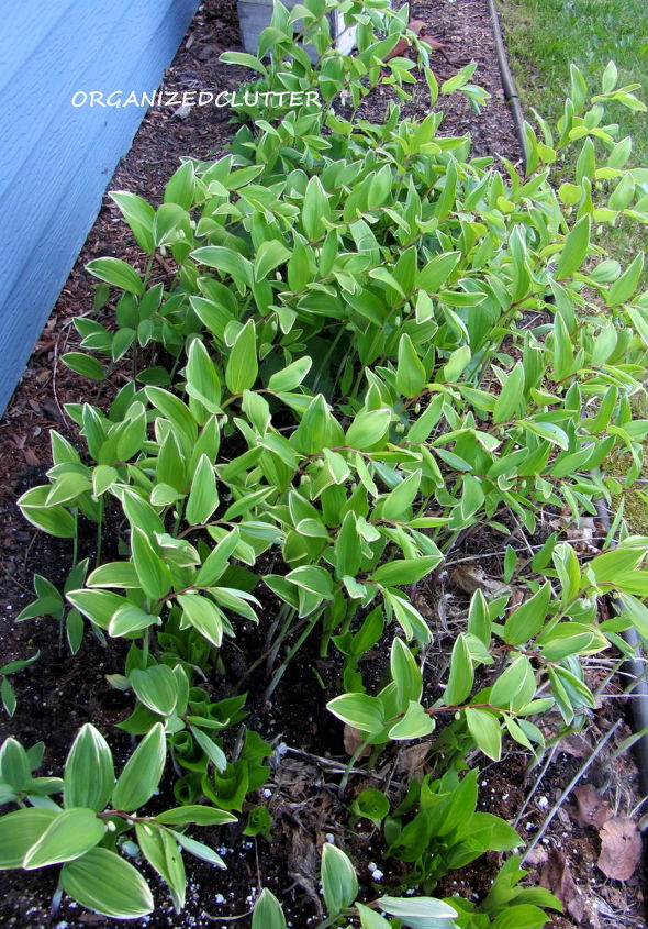 2013 perennial of the year variegated solomon s seal, flowers, gardening, perennials, Combined with hostas Solomon s Seal make a great northern exposure garden bed The hostas are behind schedule with this cool spring