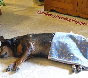 Old Dogs, Dog Food, Dog Comfort