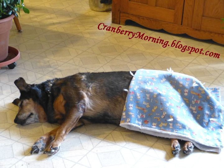 old dogs dog food dog comfort, pets animals, Snug as a bug Dog nap