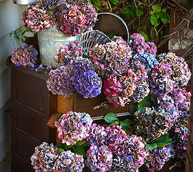 how to dry and create cool projects with hydrangeas, chalkboard paint, crafts, flowers, gardening, hydrangea, seasonal holiday decor, wreaths, You can also display them without the water IF the petals are dry enough beforehand Here s how I displayed hydrangeas in an old dresser
