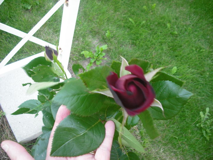 sharing my roses and flowers with garden 2, flowers, gardening, outdoor living, This rose was like velvet