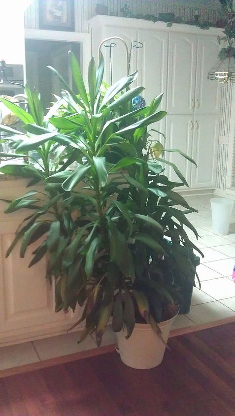 unruly and rebellious houseplants how do i control them, I think this is a kind of Dracaena